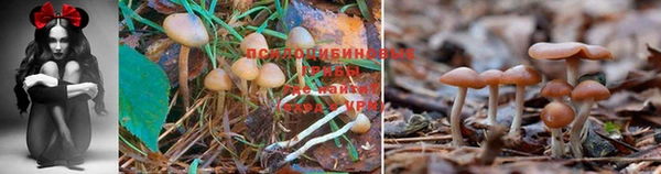 каннабис Армянск